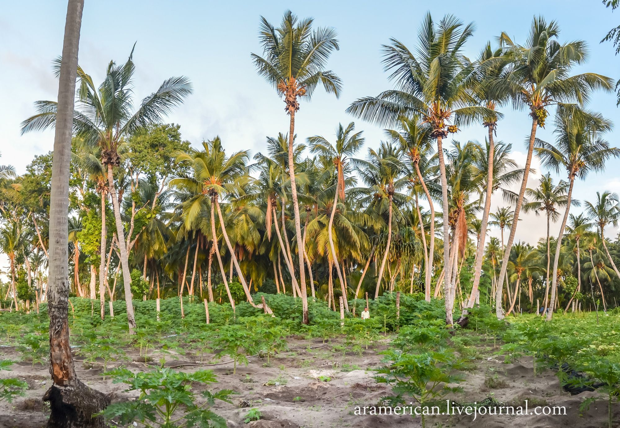 Coconut palms on a Maldivian local island